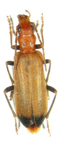 Nacerdes melanura