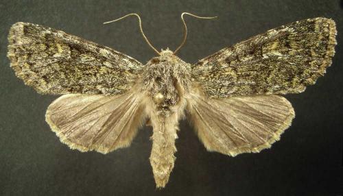 Apamea zeta
