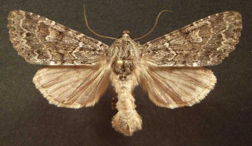 Réf. 14 272 : Apamea sp.