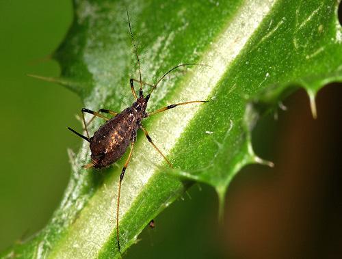 Réf. 14 149 : Macrosiphum sp.