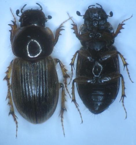 Nimbus contaminatus