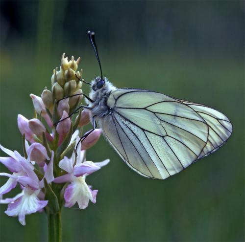 photo de papillon
