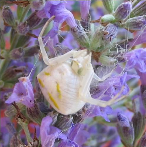 Thomisus onustus