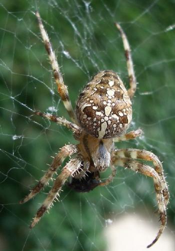 Araneus diadematus
