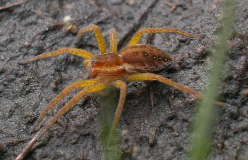 Dolomedes sp.