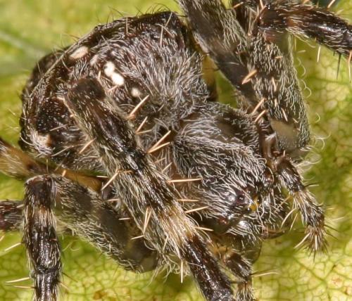 Araneus diadematus