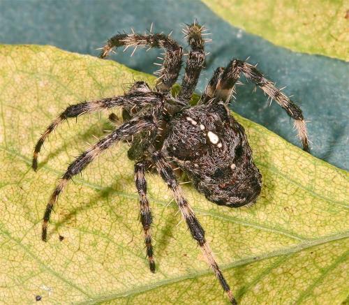Araneus diadematus
