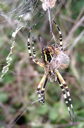 Argiope bruennichi