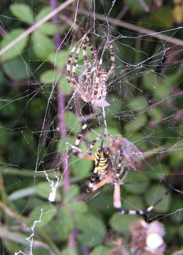Argiope bruennichi