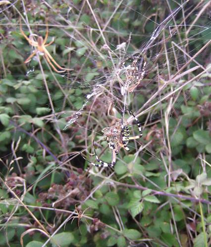 Argiope bruennichi