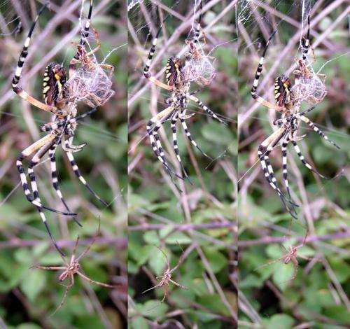 Argiope bruennichi