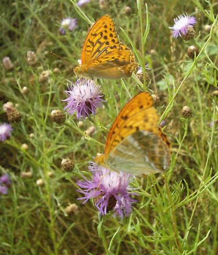Argynnis paphia
