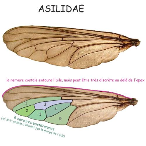 Indéterminé