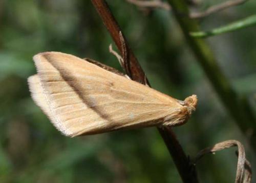 Rhodometra sacraria