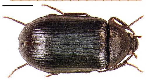 Réf. 14 091 : Prionychus ater