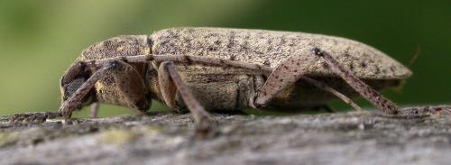Réf. 14 727 : Trichoferus holosericeus
