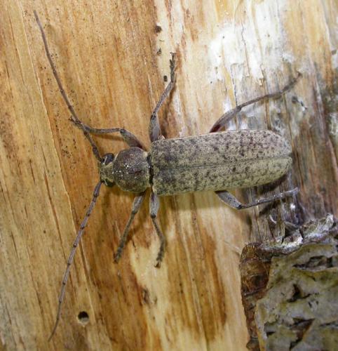 Réf. 14 721 : Trichoferus holosericeus