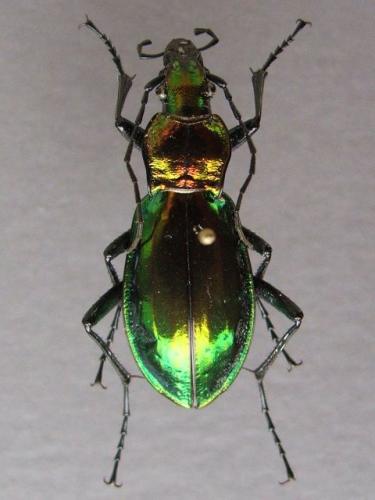 Réf. 14 913 : Carabus splendens