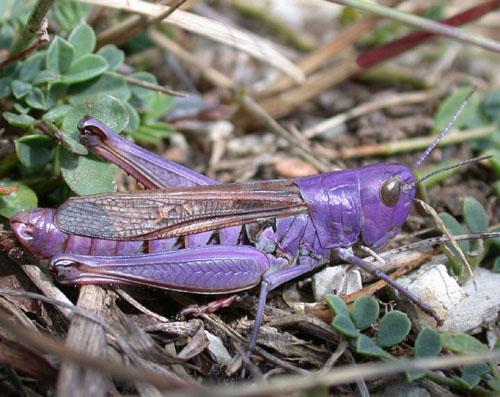 Réf. 14 449 : Stenobothrus lineatus lineatus