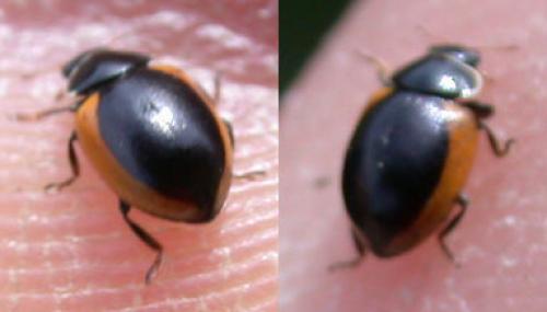Ceratomegilla rufocincta