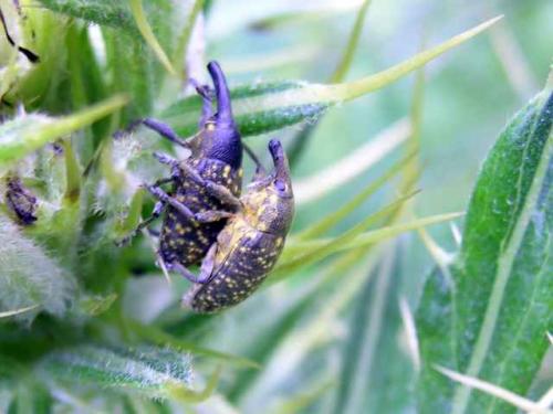 Larinus sturnus