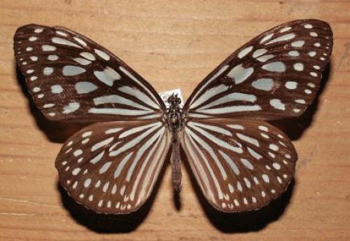 Ideopsis sp.