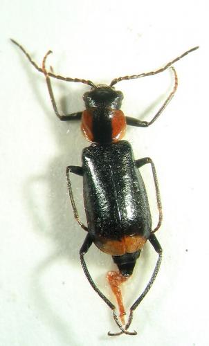 Axinotarsus pulicarius