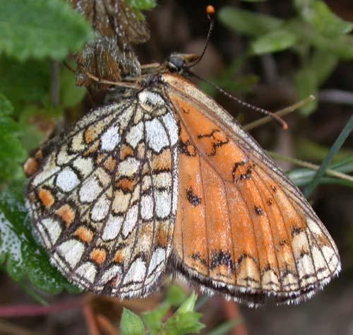 Melitaea athalia celadussa
