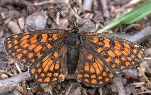 Melitaea athalia celadussa