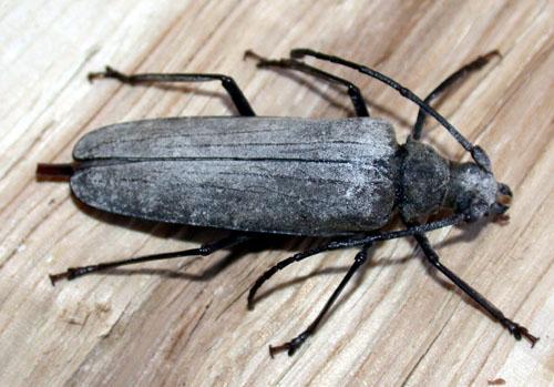 Aegosoma scabricorne