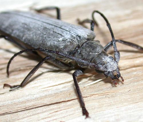 Aegosoma scabricorne