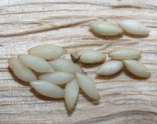 Réf. 14 129 : Aegosoma scabricorne