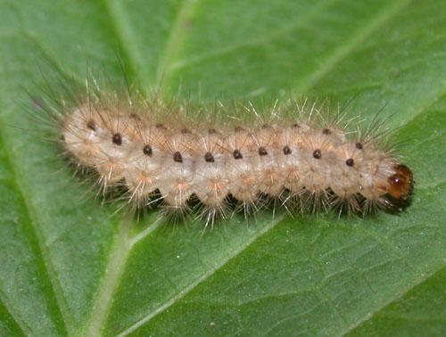 Spilosoma lubricipeda