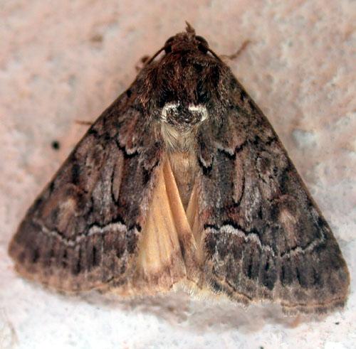 Réf. 14 447 : Thalpophila matura