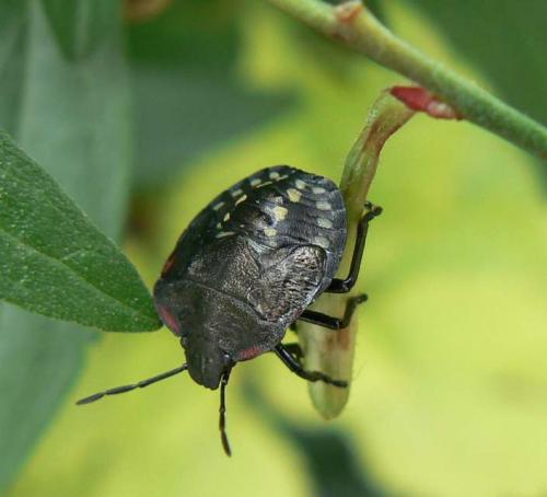 Nezara viridula