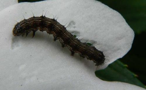 Helicoverpa armigera
