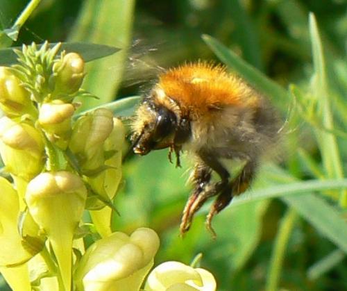 Réf. 14 078 : Bombus sp.