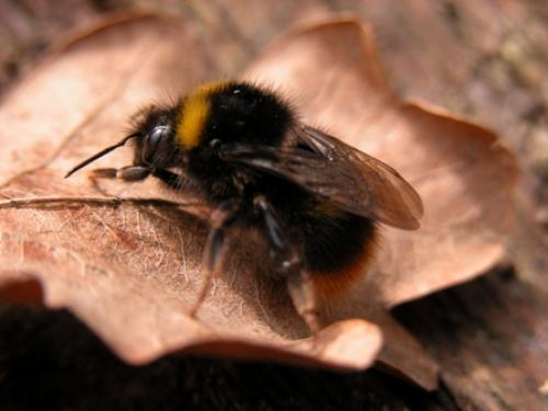 Réf. 14 747 : Bombus pratorum