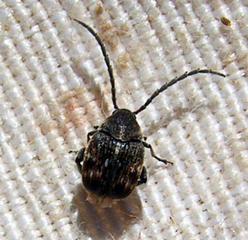 Bruchidius rubiginosus