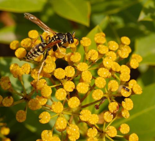 Polistes sp.
