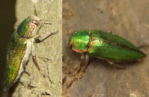 Latipalpis plana