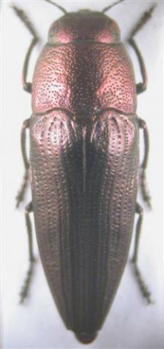 Réf. 14 861 : Sphenoptera sp.