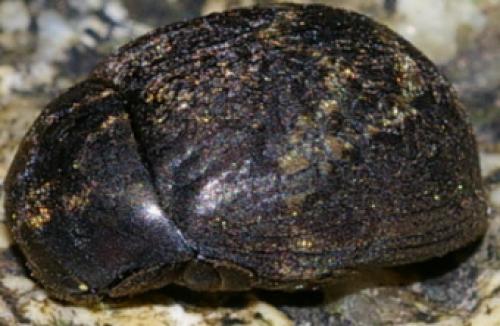 Byrrhus sp.