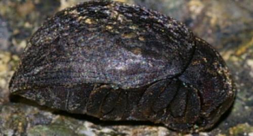 Byrrhus sp.