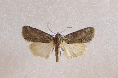 Réf. 14 512 : Bryophila ravula