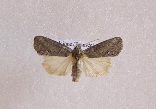 Réf. 14 511 : Bryophila ravula