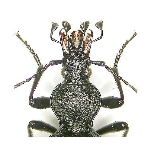 Réf. 14 146 : Cychrus dufouri