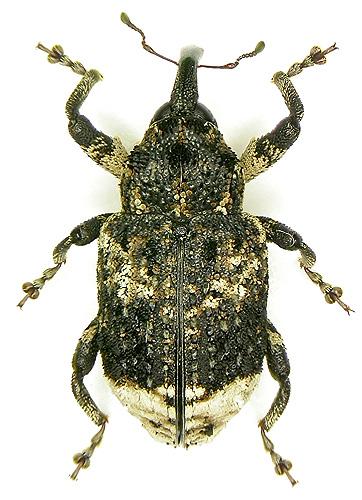 Cryptorhynchus lapathi