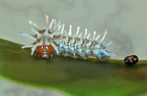 Attacus crameri caesar