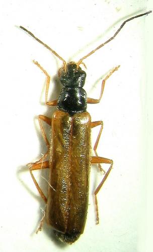 Rhagonycha lignosa